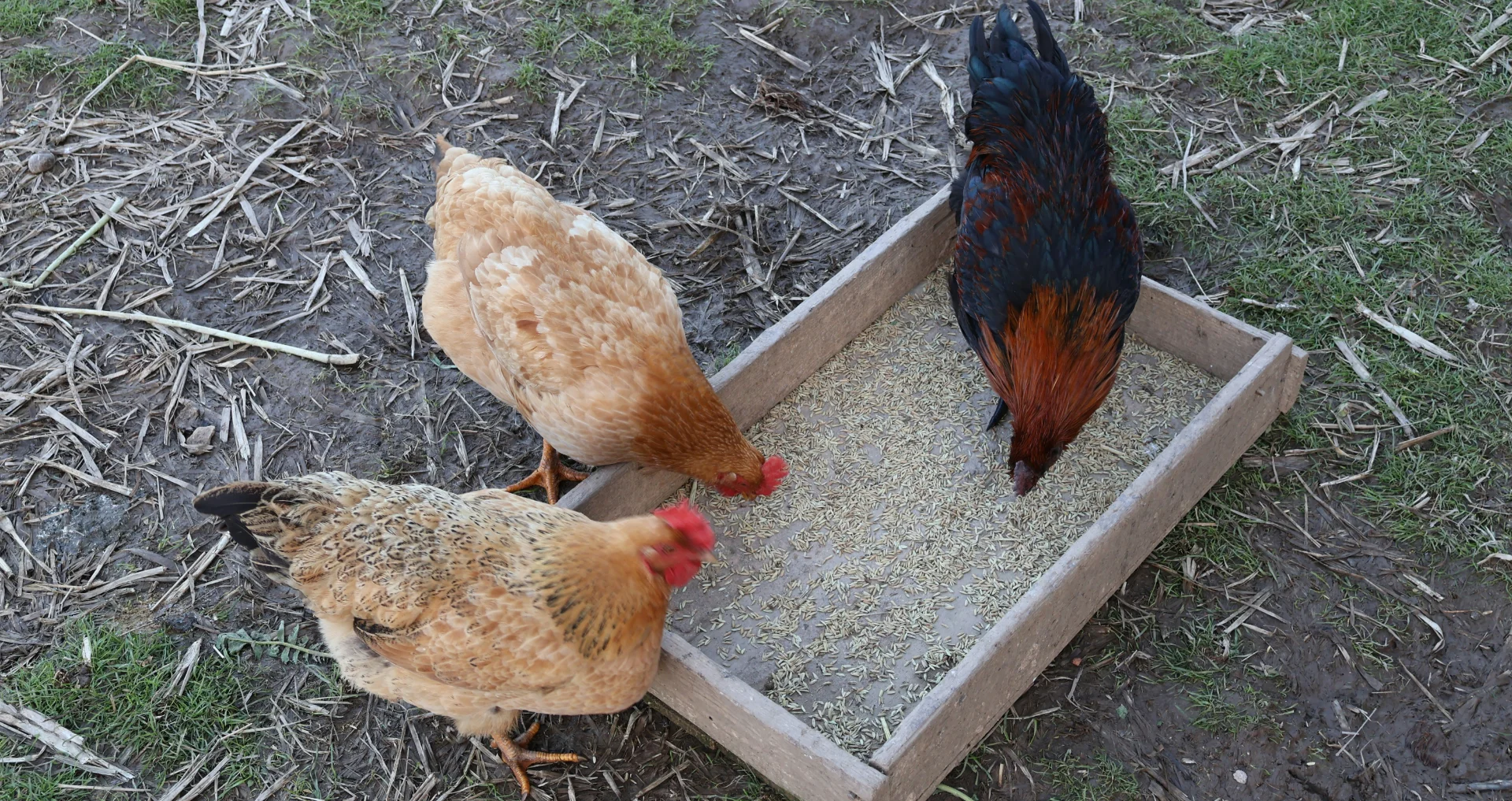 Kippen eten uit een bak in de achtertuin.