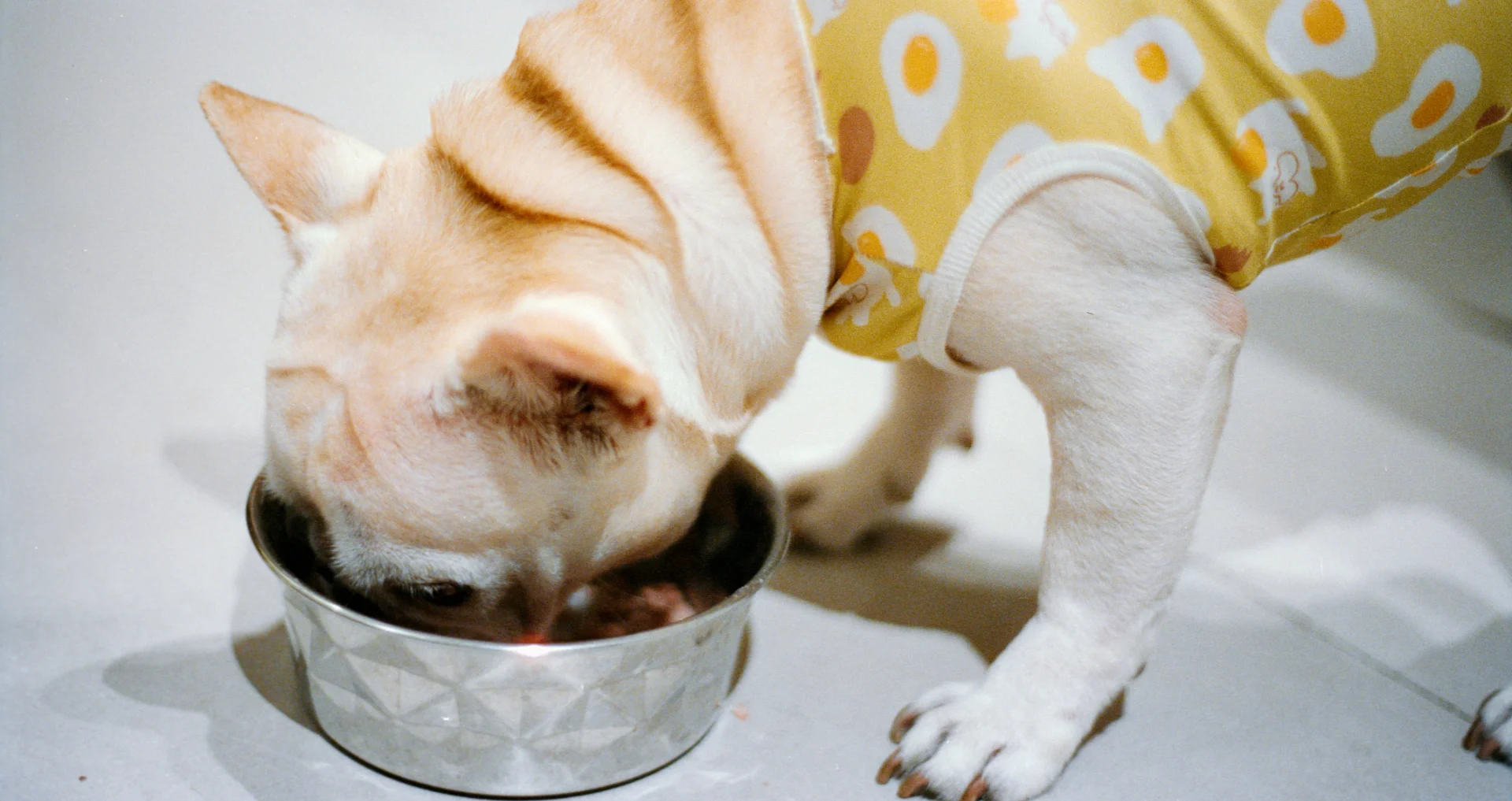 Franse bulldog eet uit metalen voerbak.