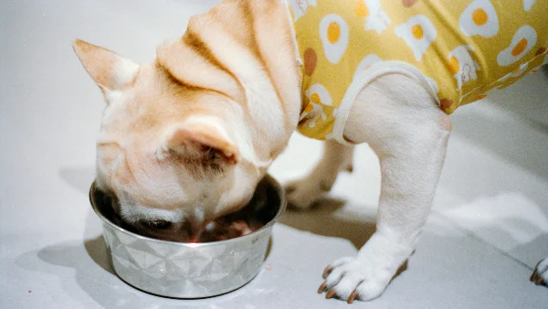 Franse bulldog eet uit metalen voerbak.