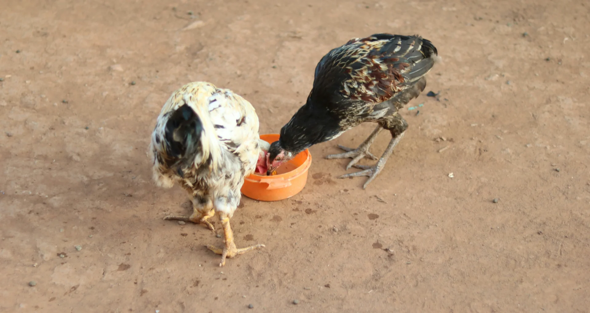 Kippen eten uit voerbak in duurzame kippenren.
