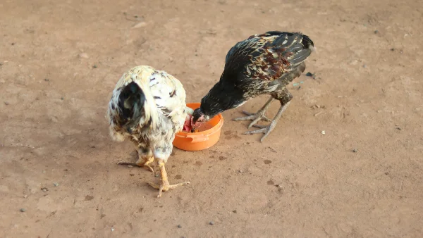 Kippen eten uit voerbak in duurzame kippenren.