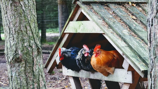 Haan zit op houten kippenhok in daglicht