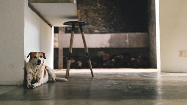 hond blijft ontspannen alleen op zijn plek terwijl eigenaar weg is