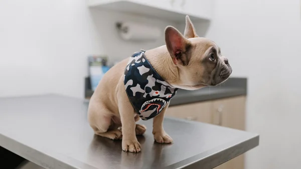 .Hond zit op onderzoekstafel bij de dierenarts, klaar voor controle of vaccinatie.