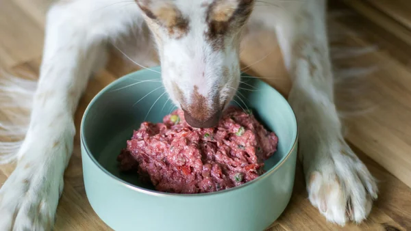 Hond eet vers vlees uit een voerbak als voorbeeld van rauwe voeding