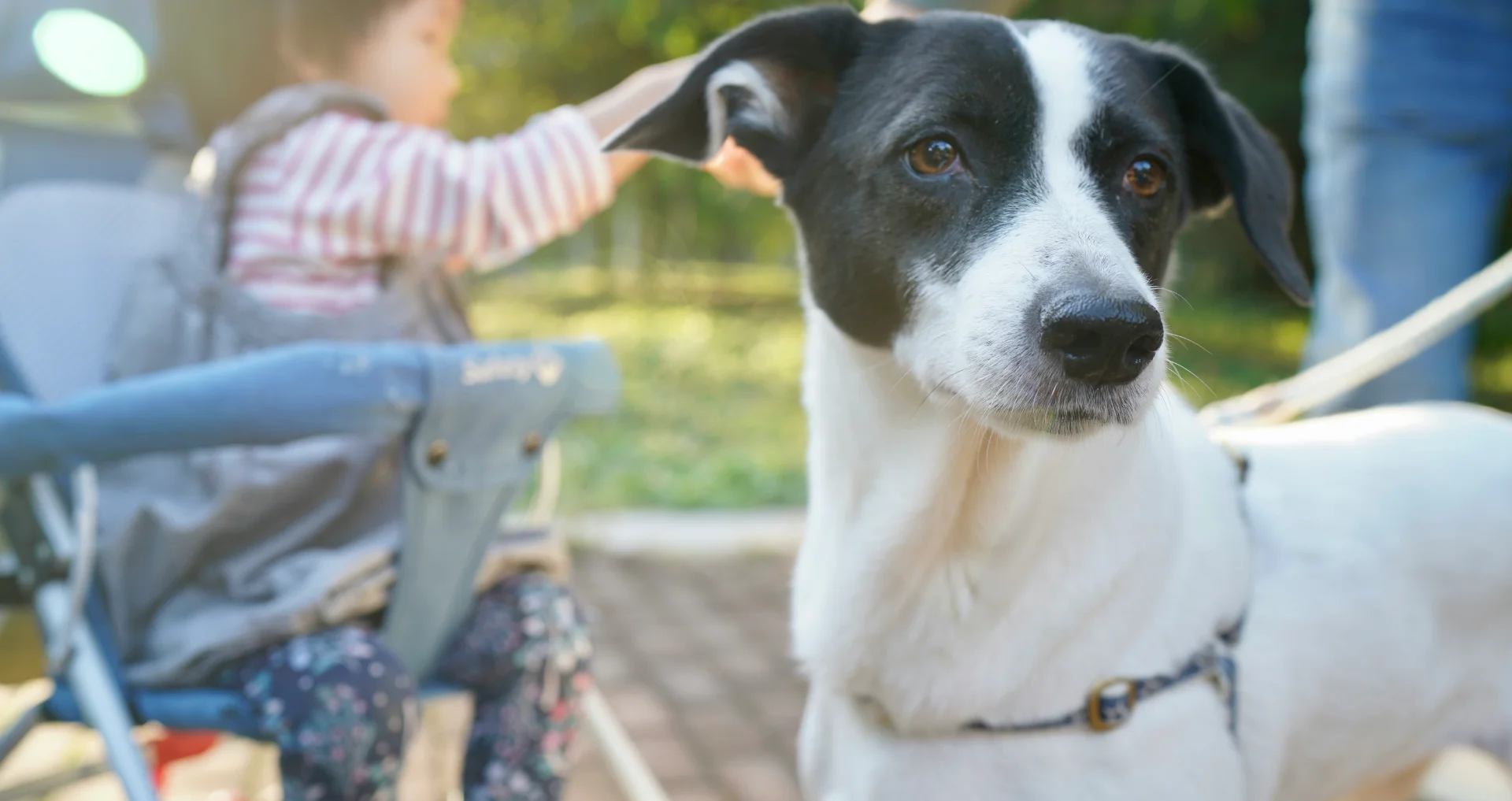 Hond en kind samen buiten, veilige omgang thuis