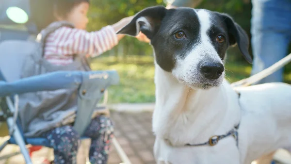 kind zit rustig naast hond op de vloer terwijl beiden ontspannen contact hebben