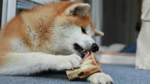 Hond ligt binnen en kauwt op een bot als onderdeel van gezonde voeding