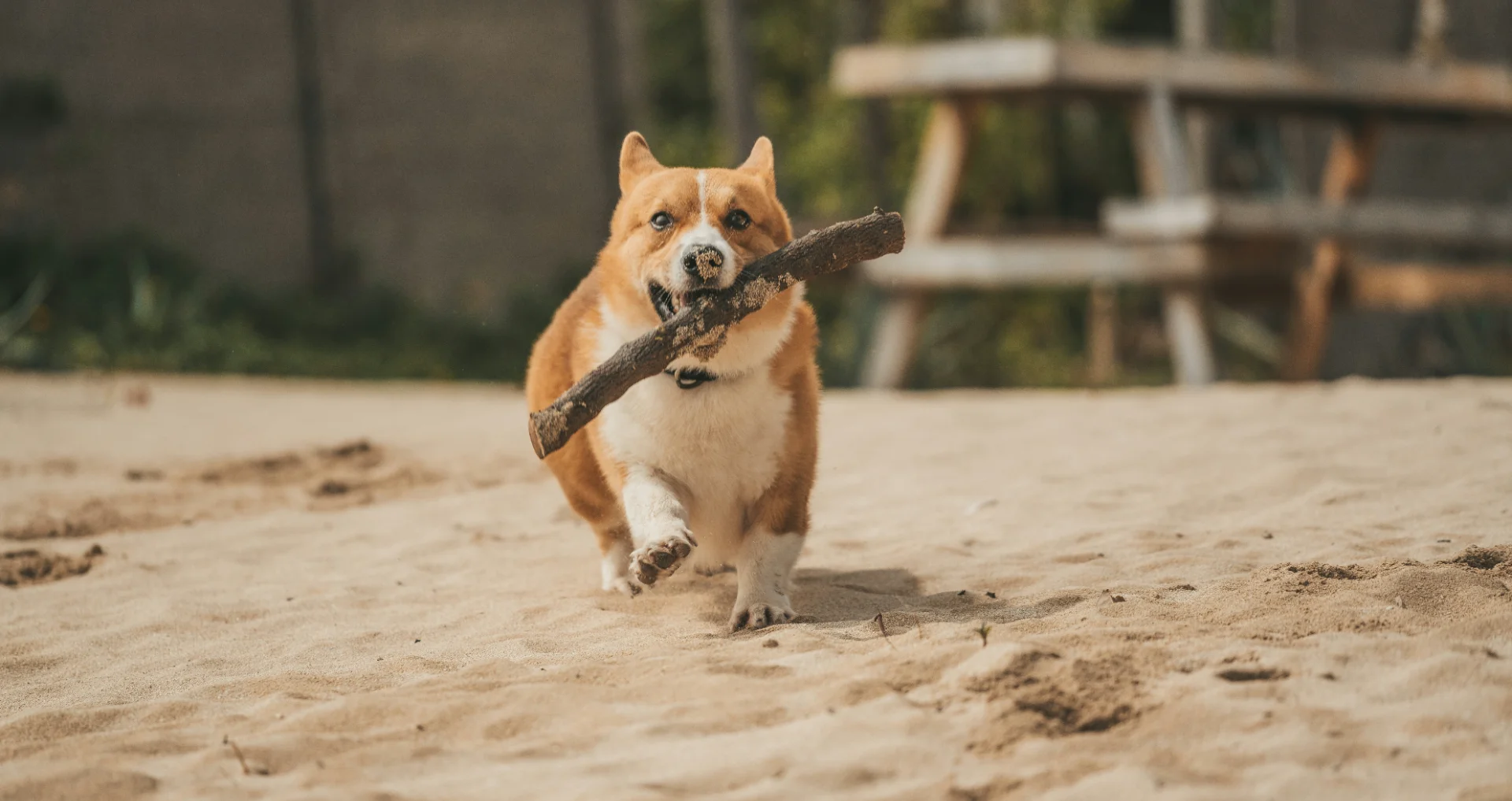 Hondje rustend op zijn bed tijdens afvallingsplan thuis