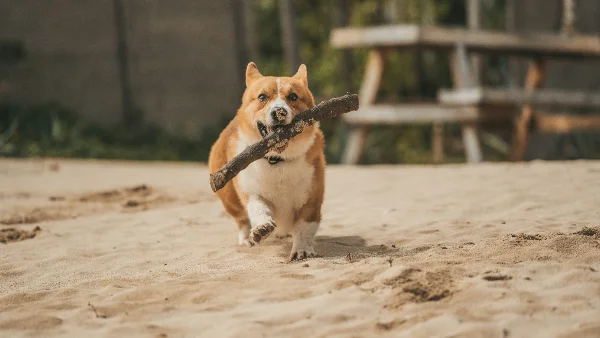 Hond met overgewicht rent spelend met stok in zijn bek buiten