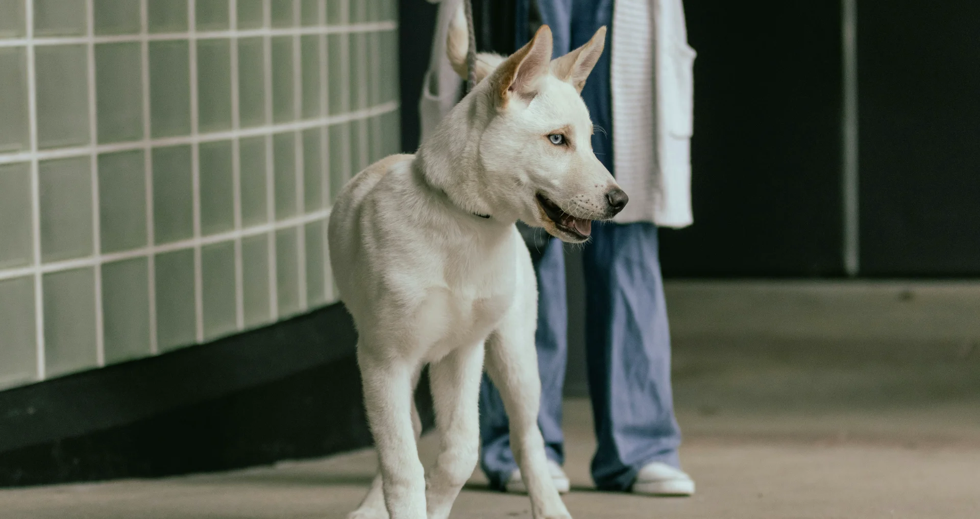 Witte hond staat naast persoon voor gewichtscontrole