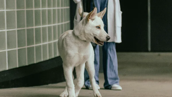 Witte hond staat naast persoon voor gewichtscontrole
