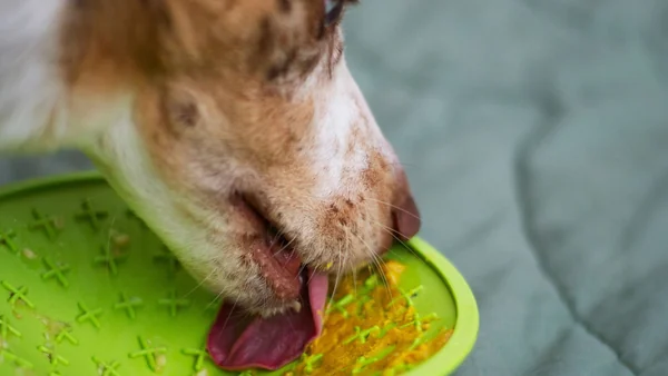 Hond likt eten van een likmat als gecontroleerde manier van voeren