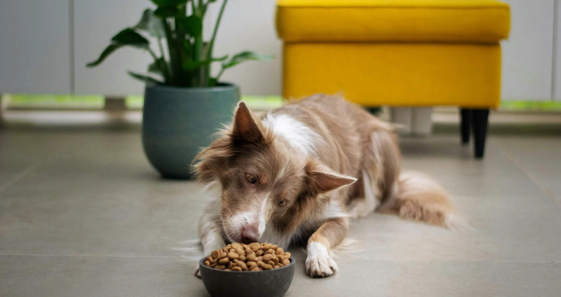 Droogvoer in kom voor hond met gevoelige maag