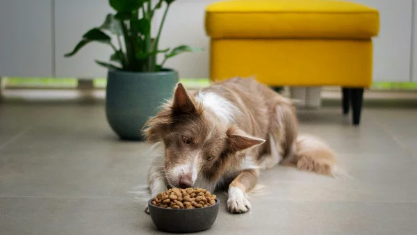 Droogvoer in kom voor hond met gevoelige maag