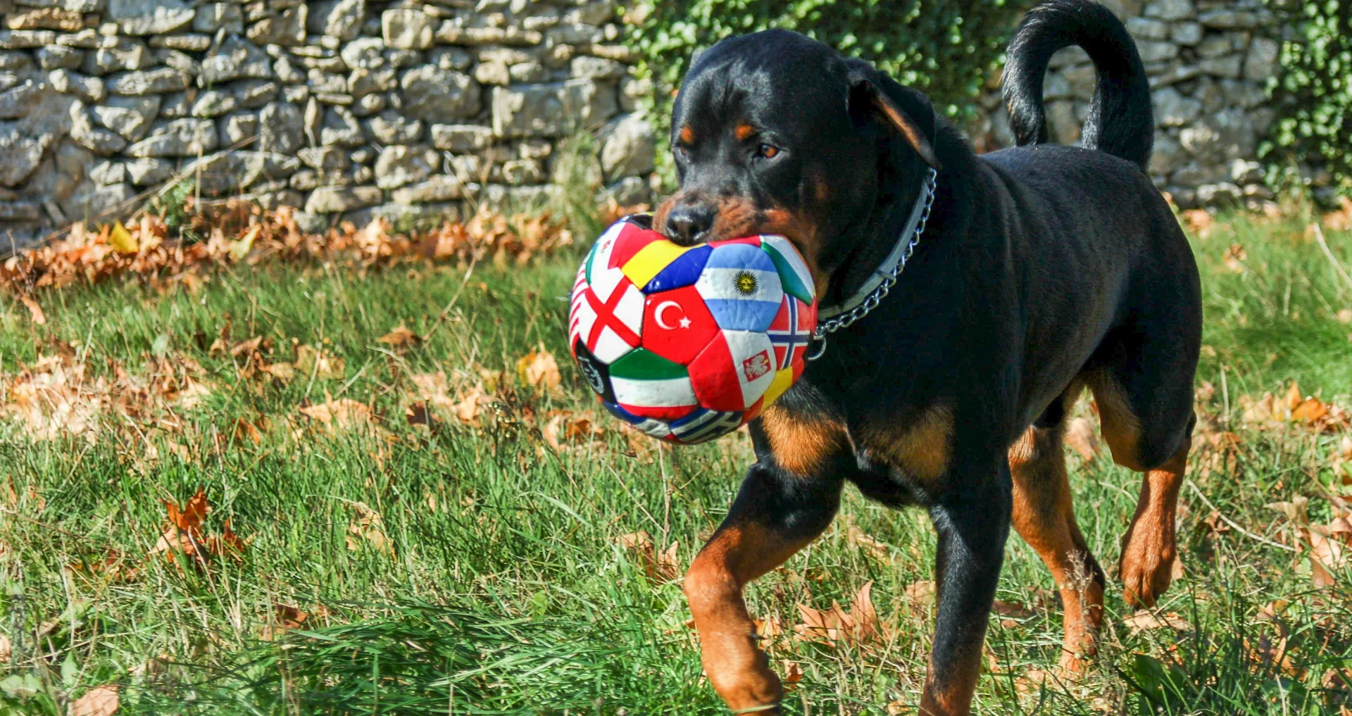 Rottweiler draagt bal met vlaggen in mond, speelpatroon