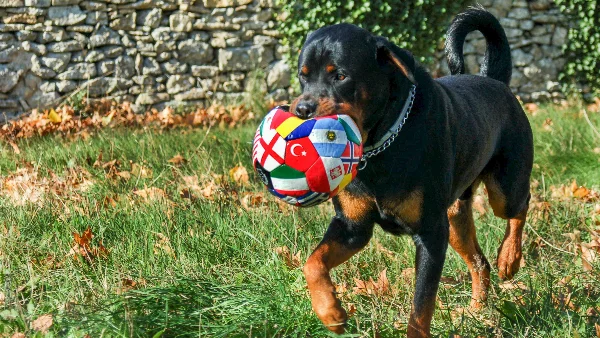 actieve hond is geconcentreerd bezig met denkwerk of zoekspel