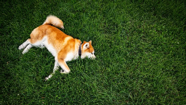 Hond ligt rustig alleen in het gras en ontspant zonder afleiding