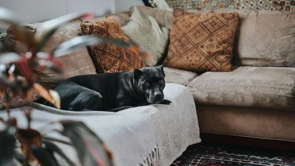 Hond ligt rustig in huis op een poef in de woonkamer, passend bij het dagelijks leven en verantwoordelijkheden van hondenbezit.