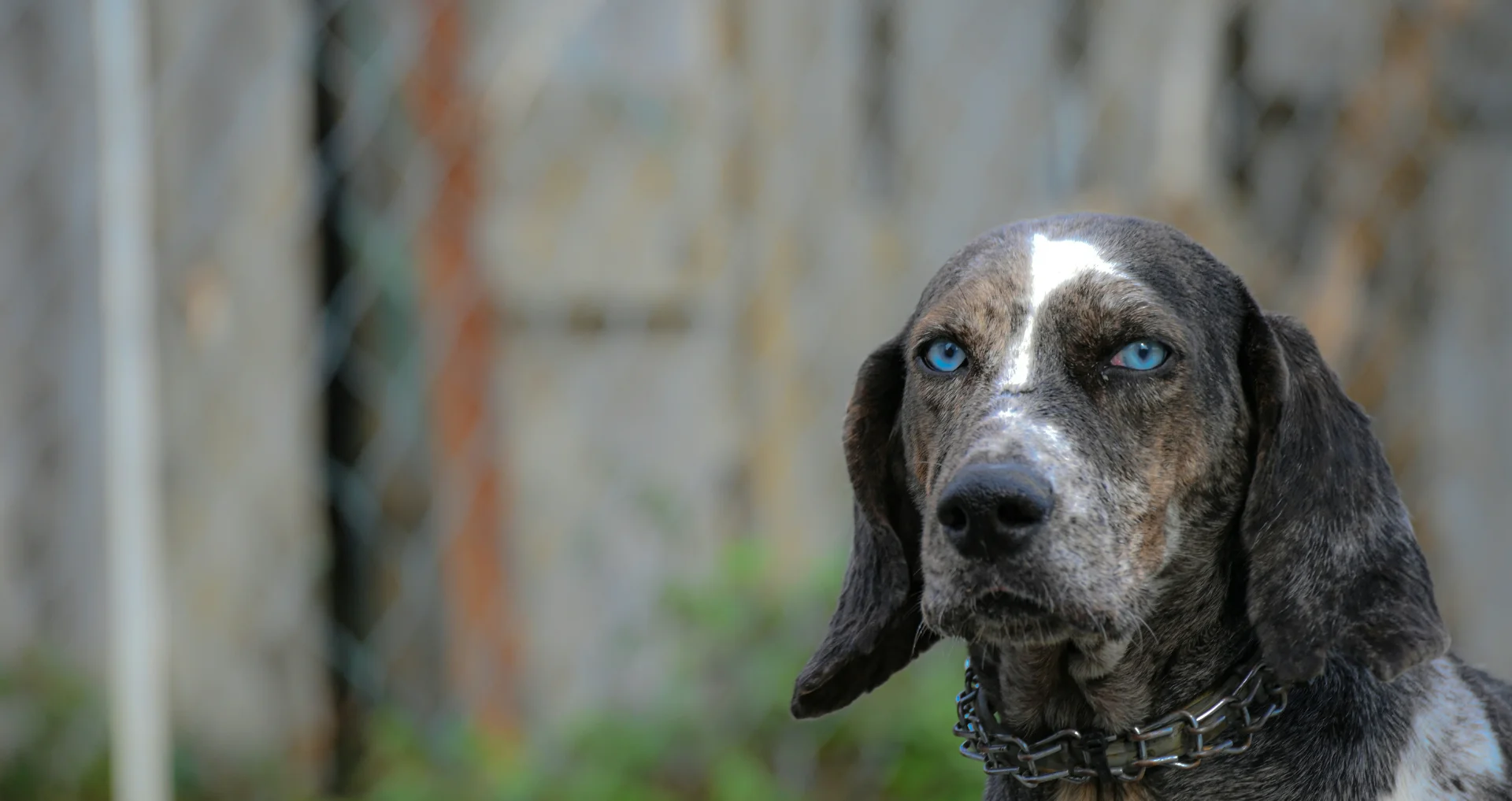 Bruin-witte hond zit achter tralies in hondenasiel.
