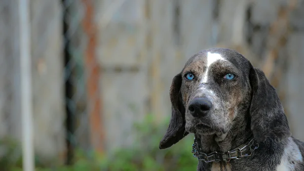hond kijkt door metalen hek van asielkennel en zoekt contact met bezoeker