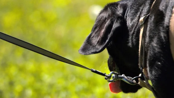 Hond trekt gespannen aan de lijn tijdens het wandelen, een veelvoorkomend 