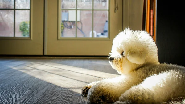 Kleine hond ligt binnen bij de deur en wacht alleen, mogelijk teken van verlatingsangst