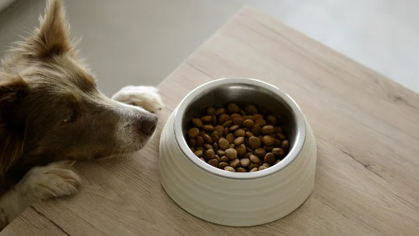 Actieve hond kijkt naar voedsel in voerbak