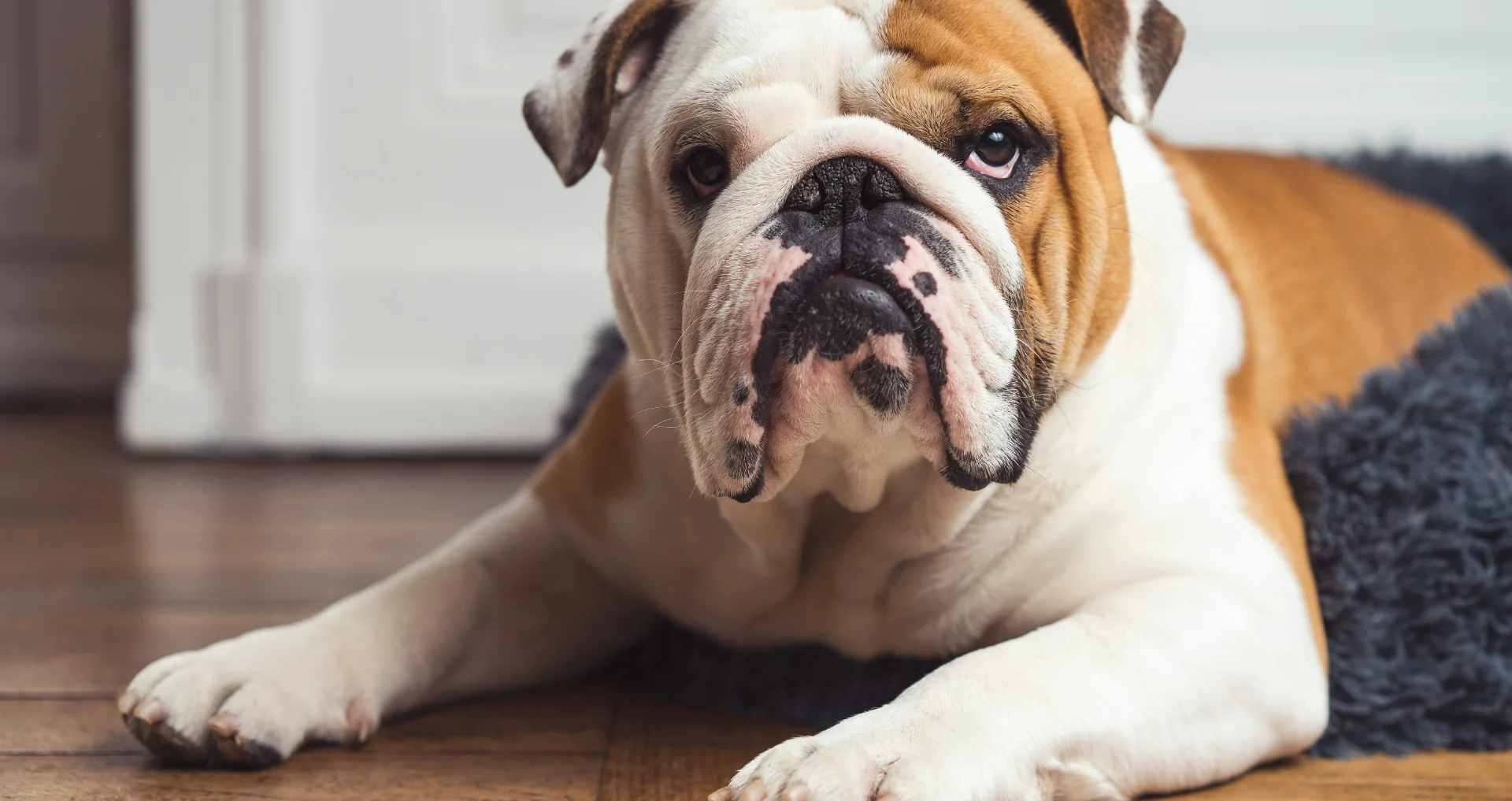 Engels bulldog ligt rustig op huisfloor, binnenshuisopname.