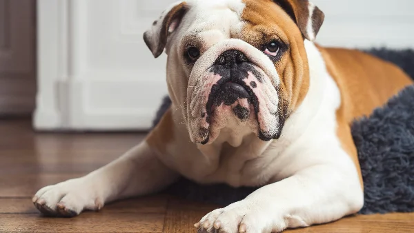 hond ligt in woonkamer passend bij geur in huis en schoonhouden