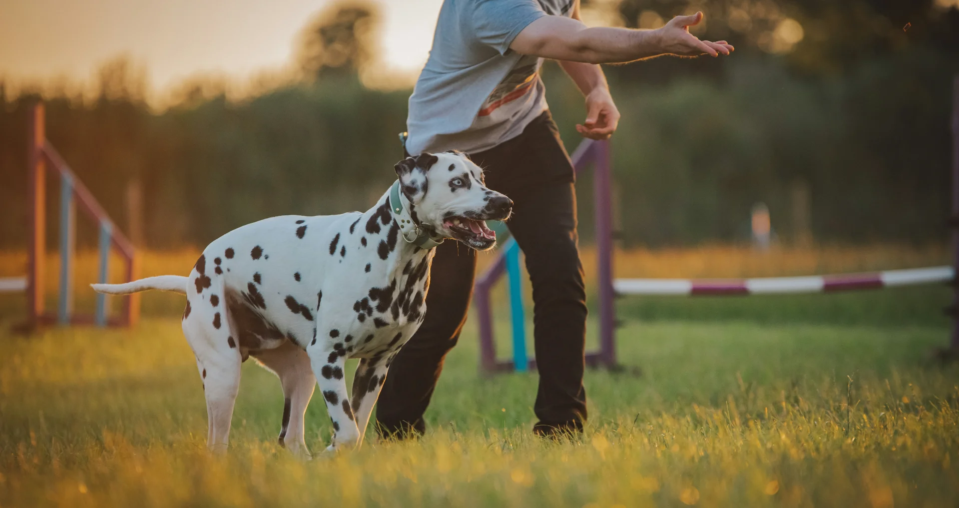 Man gooit traktatie naar Dalmatische hond tijdens training.