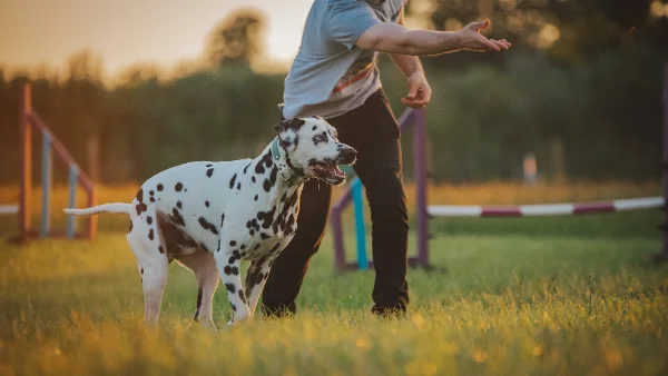 Man gooit traktatie naar Dalmatische hond tijdens training.
