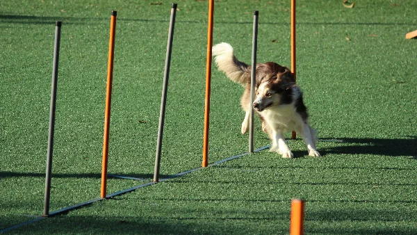 hond en eigenaar zijn actief samen bezig op trainingsveld
