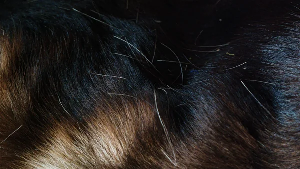 Close-up van hondenvacht met zichtbare huidschilfers en mogelijke sporen van parasieten.