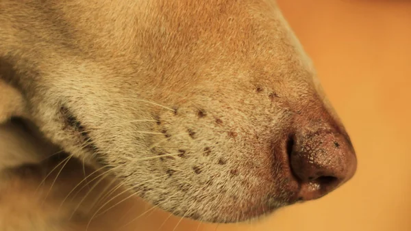 Close-up van de snuit van een hond met huidirritatie en vachtproblemen rondom de neus