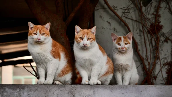Meerdere huiskatten samen, passend bij de vergelijking tussen een huiskat en een raskat.
