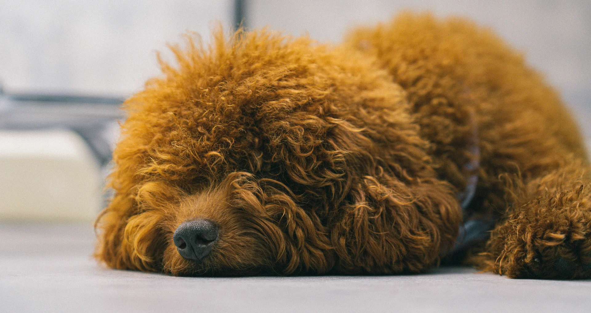 Bruin krulharig klein hondje, mogelijk hypoallergeen ras.