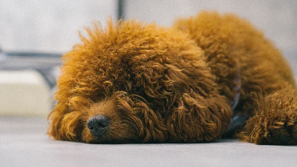 hond met verzorgde vacht passend bij hypoallergeen hondenras