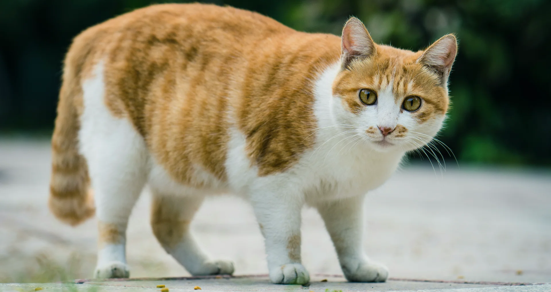 Oranje-witte kat zit op grijs betonnen oppervlak buiten