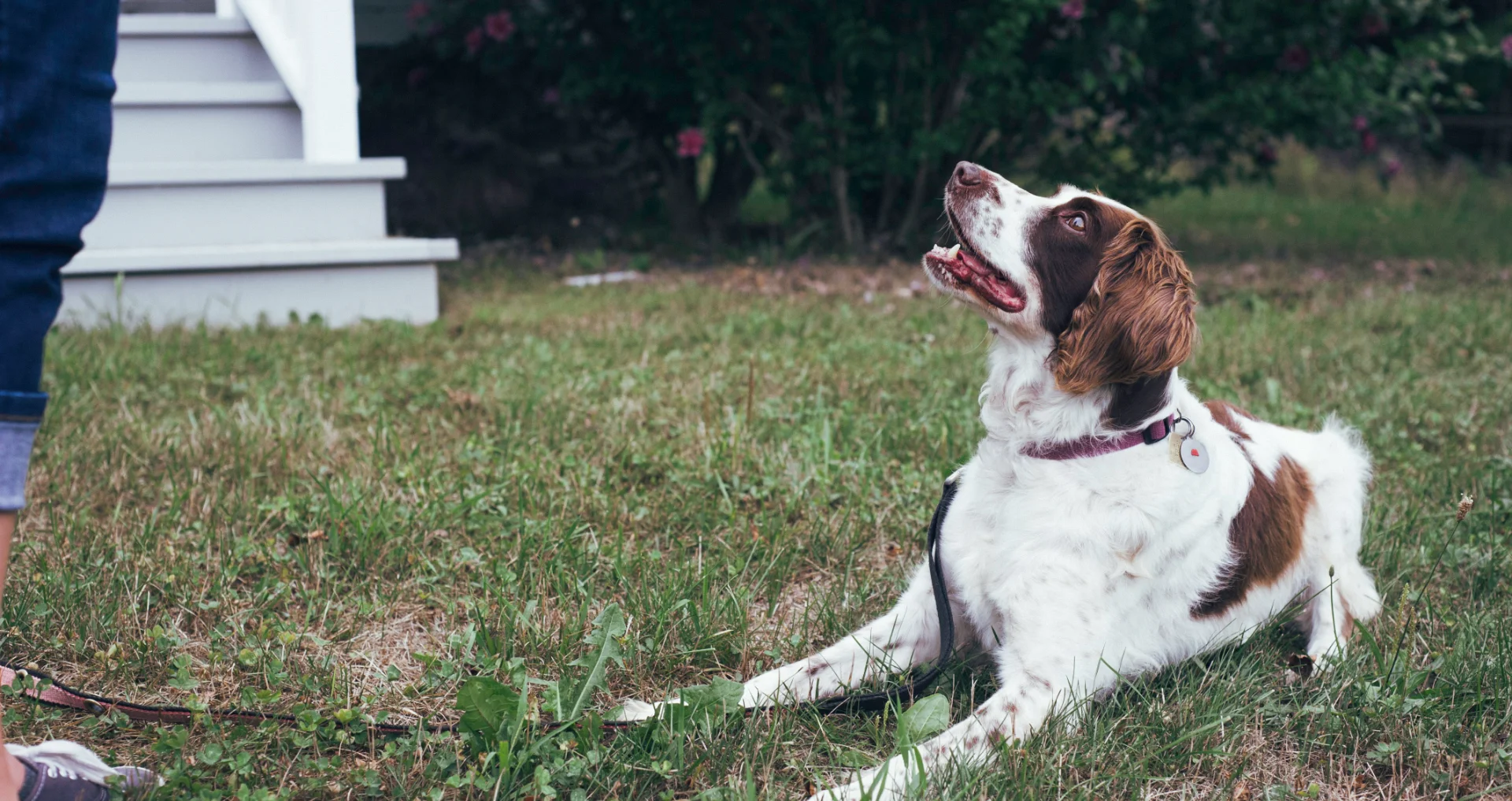 Bruine en witte hond ligt op groen gras in het daglicht.