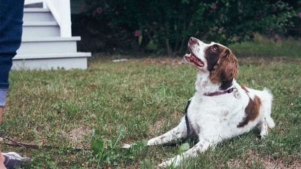 hond wacht rustig op signaal naast speeltje of voer
