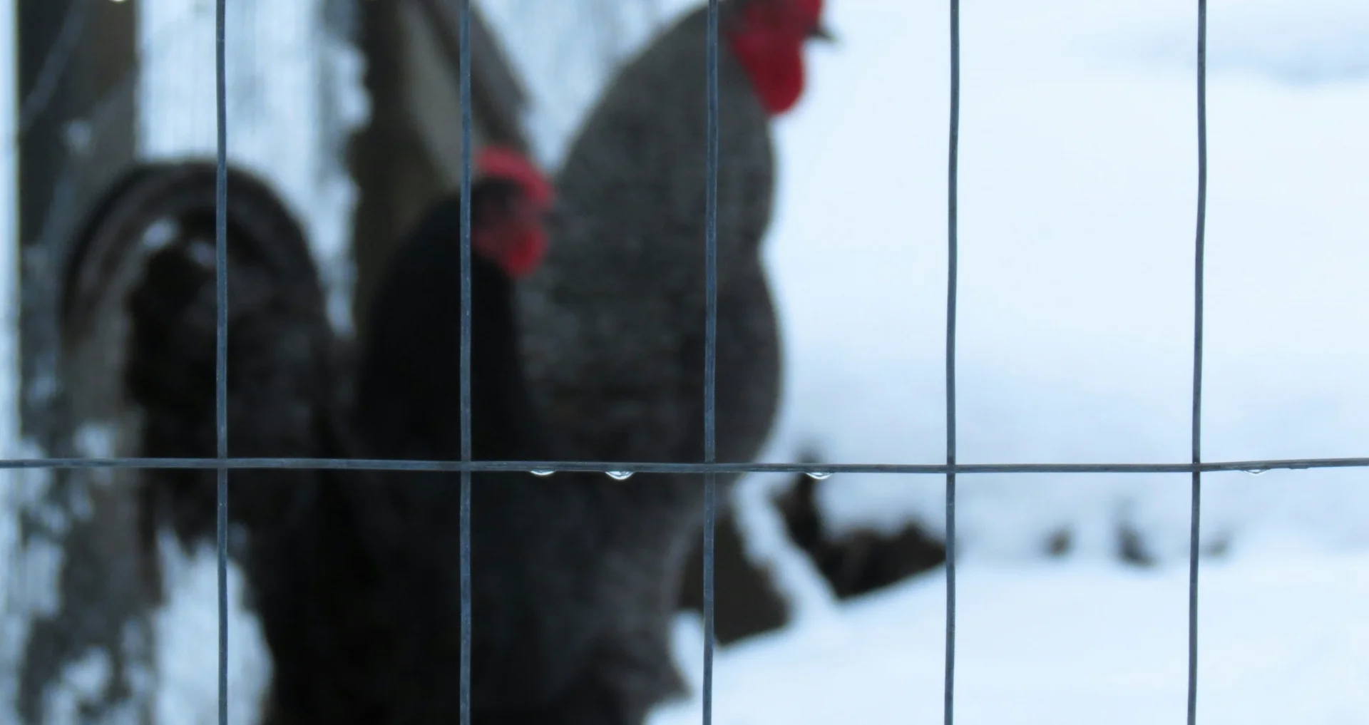 Rode kippen en haan in besneeuwd erf op boerderij