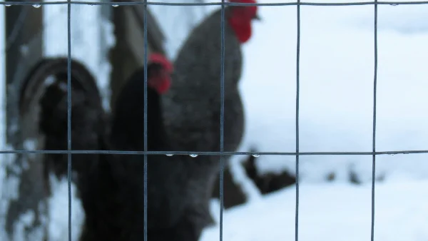 Rode kippen en haan in besneeuwd erf op boerderij