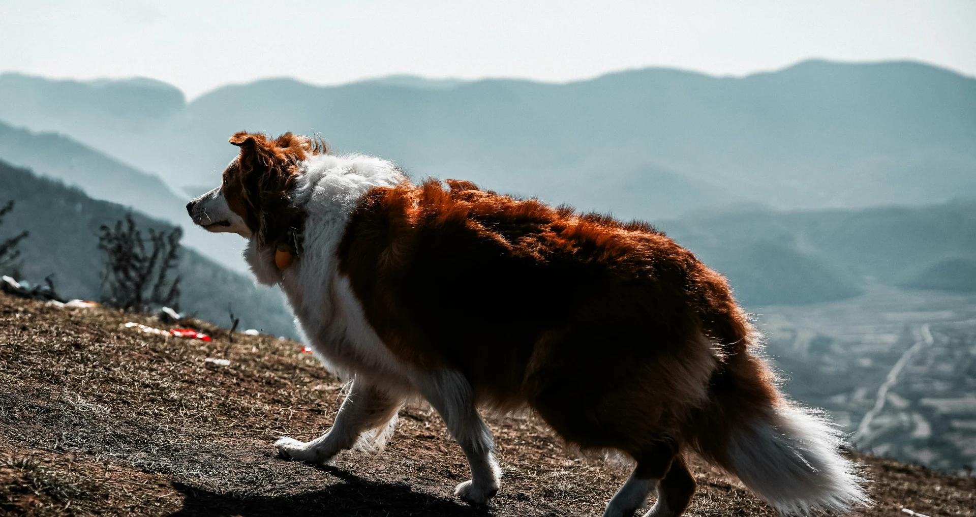 Bruin-witte hond loopt over een heuvel buiten
