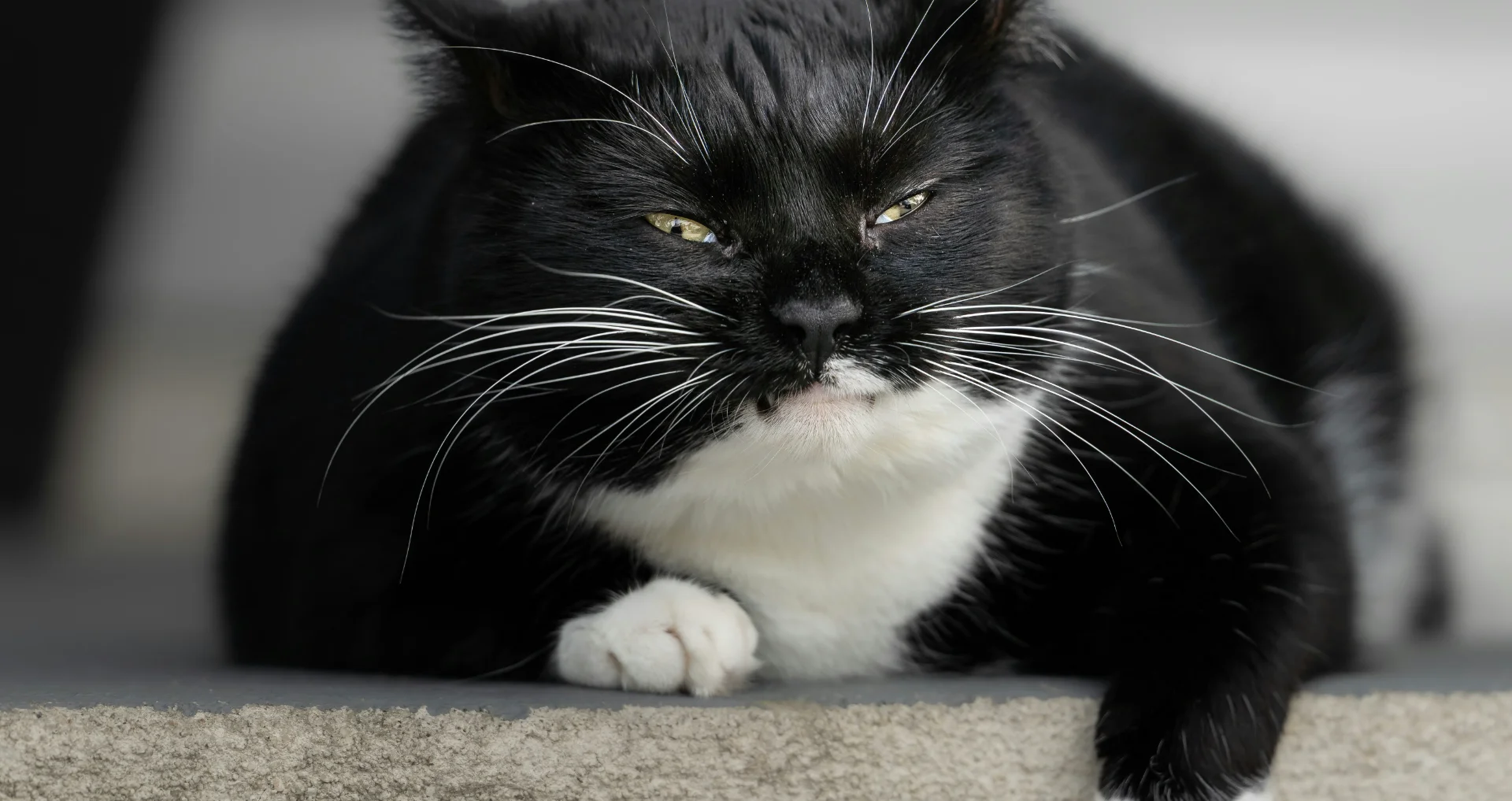 Dikke kat ligt in gras, buikje zichtbaar.