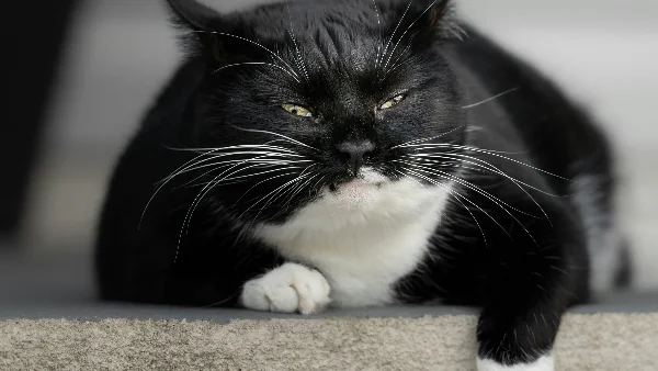 Dikke kat ligt in gras, buikje zichtbaar.