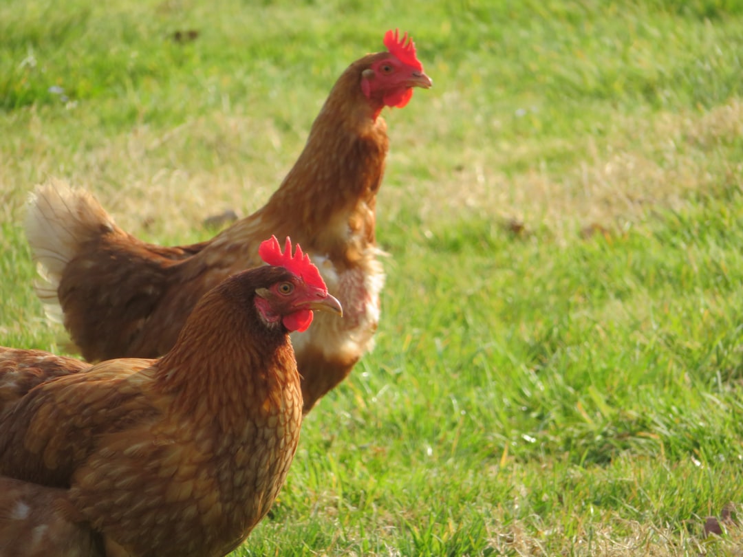 Jonge bruine hennen op stro vlak voor de eerste legfase