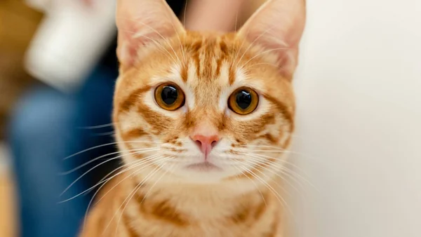 Jonge rood gestreepte kat kijkt recht in de camera als illustratie bij het kiezen van een fokker