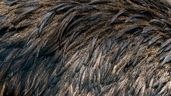 Bruine en zwarte kippenveren met kale plekken en beschadigde haarstructuur.