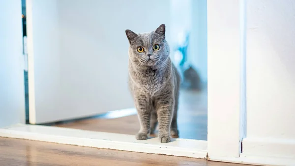 Kat ligt binnen tussen speelgoed en dozen, passend bij signalen van verveling en gebrek aan uitdaging in huis.